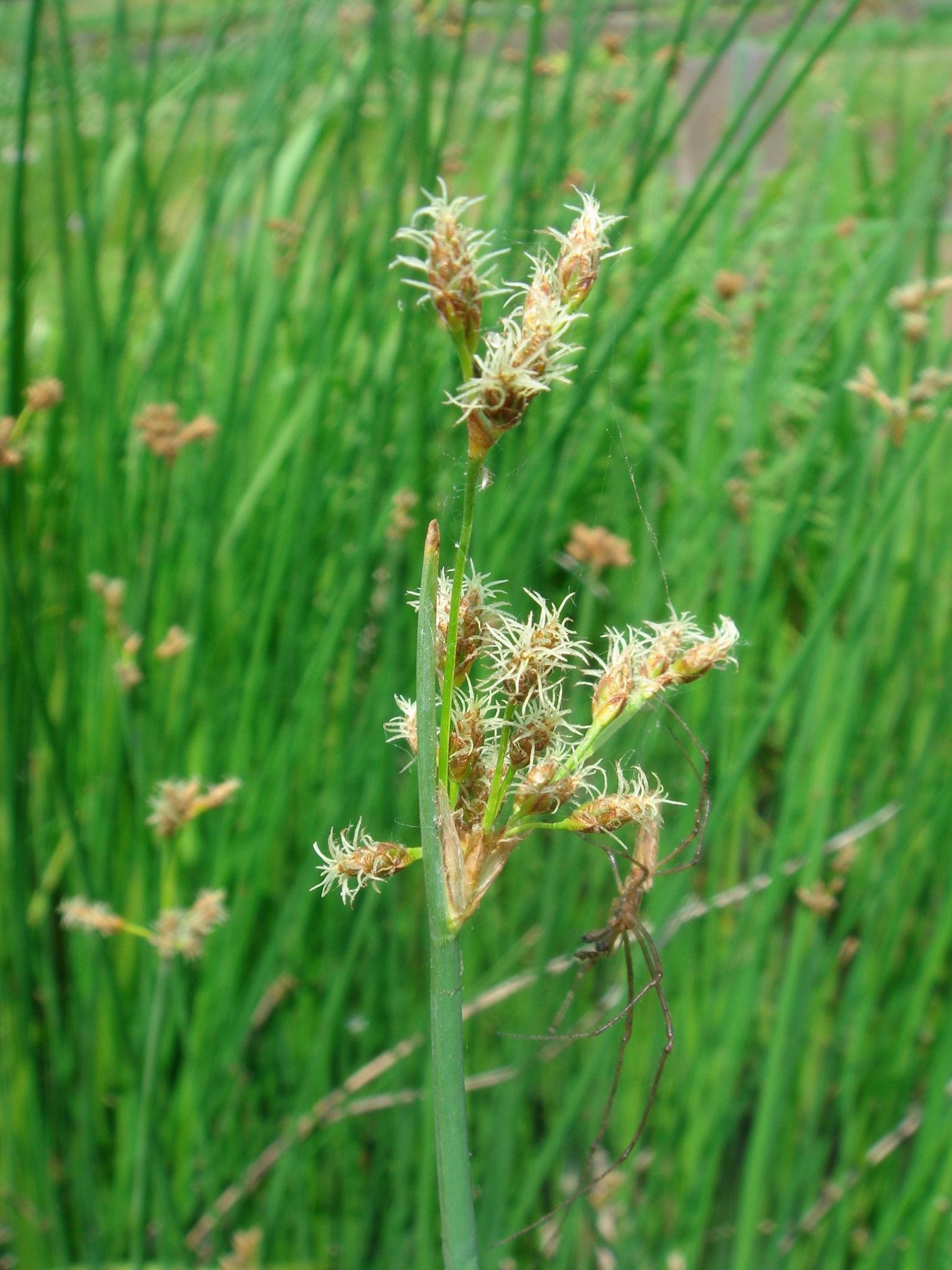 Schoenoplectus tabernaemontani (C. C. Gmelin) Palla